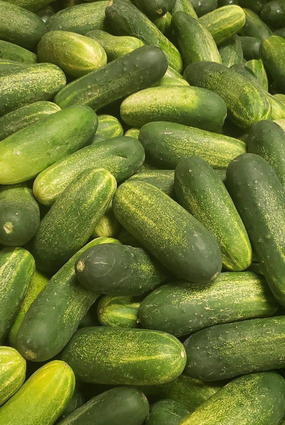 High Quality Cucumbers